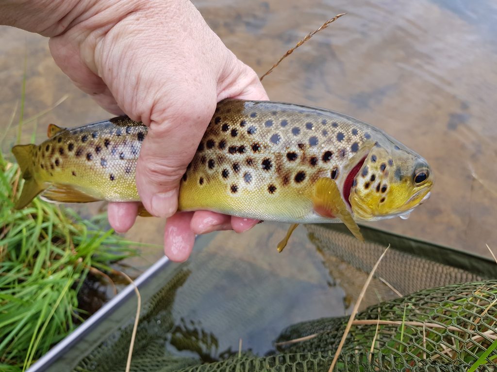 Fly Fishing for Trout - Beginners guide to Essential Tackle