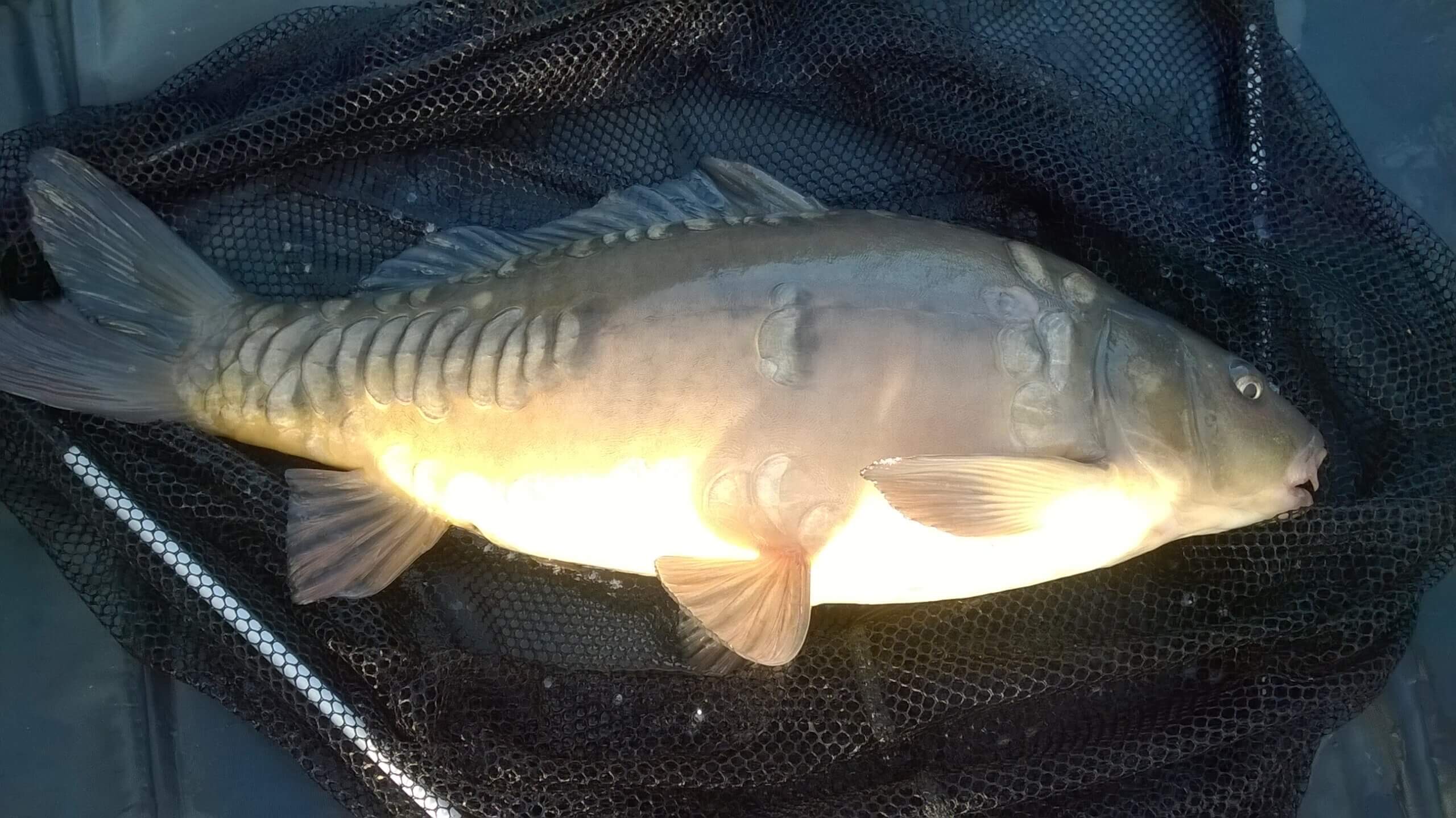 Lovely mirror carp