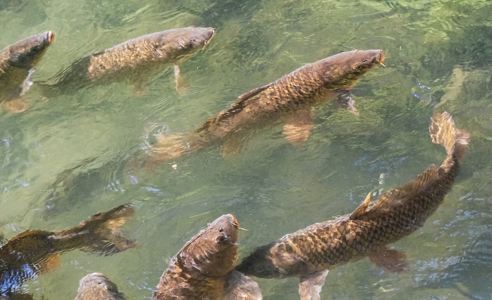 Top feeding carp