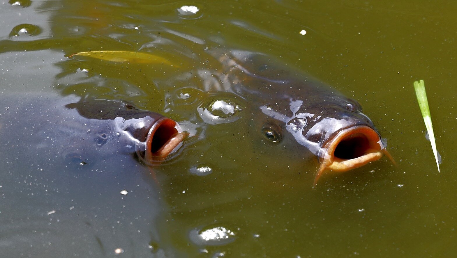 Top feeding Carp